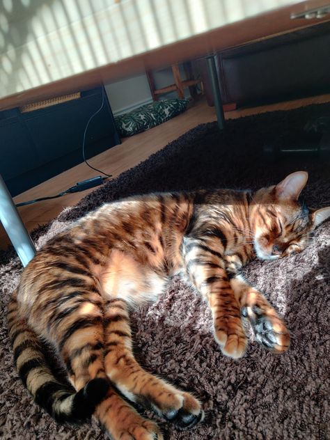 My orange toyger sunbathing Doctor Odyssey, Tiger Striped Cat, Toyger Cat, Ginger Kitten, Striped Cat, Bengal Tiger, Aesthetic Things, Tiger Stripes, Orange Cat