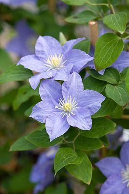 English Birds, Sun Princess, Garden Purple, Clematis Flower, Clematis Vine, Garden Vines, Garden Shrubs, Climbing Vines, Blue Garden