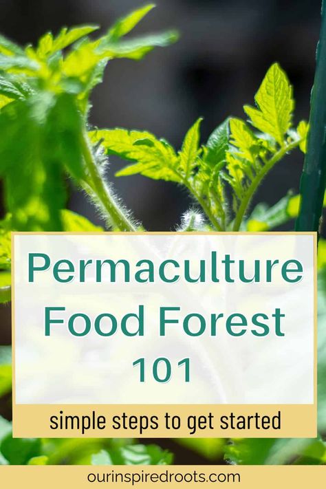 Diy Food Forest, Vegetable Garden In The Woods, Food Forest Layout, Permaculture Layout, Permaculture Design Layout, Forest Layout, Forest Garden Ideas, Permaculture Food Forest, Permaculture Design Course