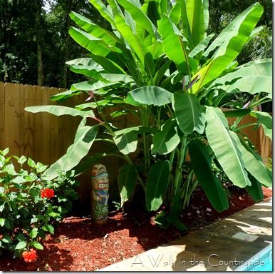 banana plants around pool - Google Search                                                                                                                                                      More Banana Trees Landscape, Plants Around Pool, Landscaping Around Pool, Pool Plants, Inground Pool Landscaping, Landscaping Around House, Banana Trees, Banana Plant, Tropical Backyard