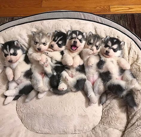 LOVE❤️❤️ Husky With Blue Eyes, White Siberian Husky, Husky Puppies For Sale, Alaskan Husky, Husky Puppies, Siberian Husky Puppies, Husky Puppy, Husky Dogs, Siberian Husky