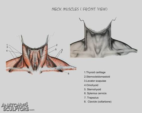 People Anatomy, Neck Muscle Anatomy, Draw Anatomy, Human Anatomy Reference, Neck Drawing, Head Anatomy, Neck Muscles, Man Anatomy, Anatomy Tutorial