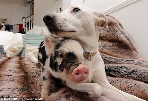 Go on, give us a Cuddle: Daisy the Dog nuzzles up on the couch to Micro Pig Nimrod Micro Pigs, Teacup Pigs, Mini Pigs, Animals Friendship, Pet Pigs, Baby Pigs, Cute Pigs, Whippet, Animals Friends