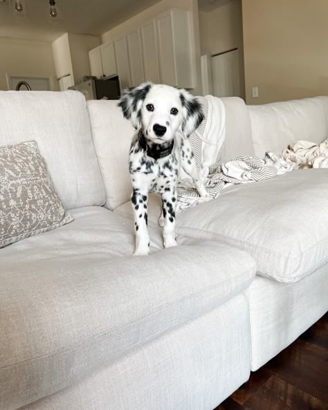 dalmatian puppy on a couch. ashley furniture. tanavi couch. Mini Dalmatian, Dalmatian Puppies, Dalmatian Golden Retriever, Dogs Dalmation, Unique Dogs, Dalmatian Aesthetic, Fluffy Dalmatian Puppy, Baby Dalmatian, Cute Dogs Dalmatian