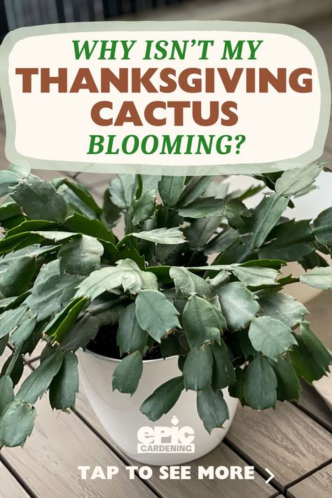 Potted thanksgiving cactus with no blooms on it Thanksgiving Cactus Care Tips, Thanksgiving Cactus Care, Home Made Fertilizer, Epic Gardening, Christmas Cactus Care, Cactus Leaves, Christmas Cactus Plant, Moody Gardens, Thanksgiving Cactus