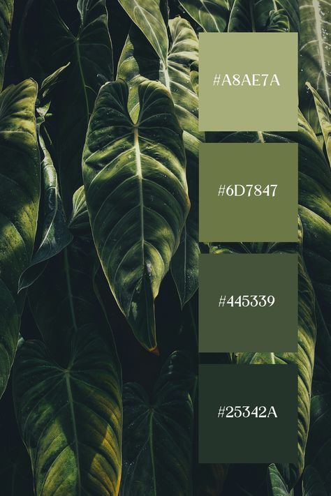 The Dark Green Color in this image captures a close-up of large, glossy tropical leaves. The dark and light greens blend together with natural gradients, highlighting the texture and details of the foliage. The rich greens evoke a sense of lush, tropical beauty. Masculine Green Color Palette, Rich Color Pallete, Emerald Branding Color Palette, Dark Tropical Color Palette, Tropical Forest Color Palette, Dark Green Combination, Jungle Color Palette, Dark Green Color Palette, Green Swatches