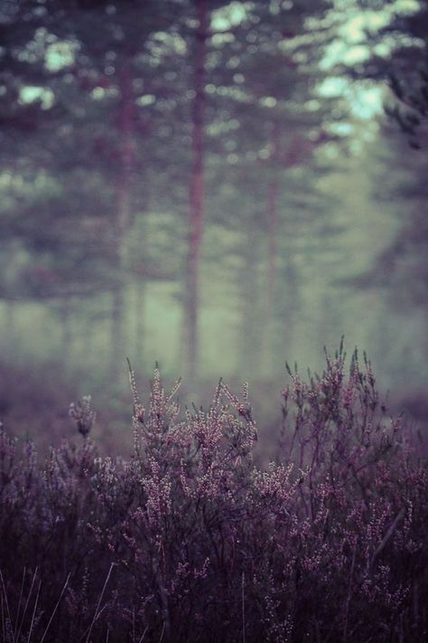 Elderflower Aesthetic, Ethereal Woods, Heather Wallpaper, Mist Aesthetic, Heather Aesthetic, Elderflower Syrup, Heather Flower, Foggy Forest, Tall Trees