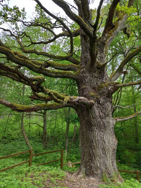 Old oak tree Town Scape, Forest Reference, British Nature, English Oak Tree, Massive Tree, Woodland House, Ancient Trees, Live Oak Trees, Oak Forest