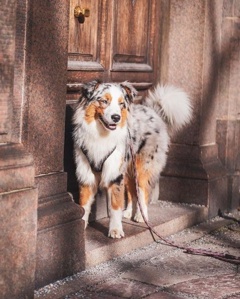 Border Collie Australian Shepard Puppies, Cute Australian Shepherd Puppies, Mini Australian Shepherd Full Grown, Border Collie And Australian Shepherd, Baby Australian Shepherd, Australian Shepherd Aesthetic, Aussies Puppies, Australian Shepherd Cute, Australian Shepherd Border Collie