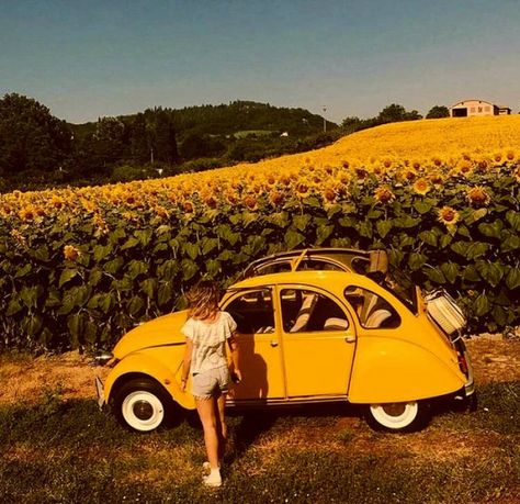 Yellow Aesthetic Pastel, Hufflepuff Aesthetic, Vw Vintage, Color Vibe, Yellow Car, Sunflower Field, Rainbow Aesthetic, Yellow Walls, Yellow Wallpaper