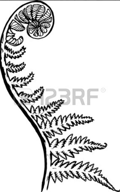 Fiddlehead Fern Drawing, Fern Images, Fiddlehead Ferns, Fern Tattoo, Leaf Drawing, Time Tattoos, Mushroom Art, White Picture, Hand Embroidery Patterns