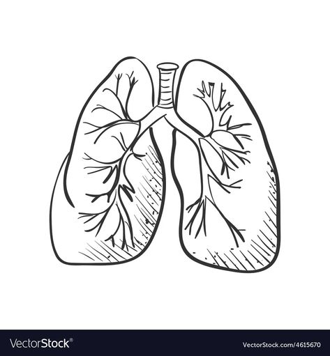 Lungs doodle drawing medical background vector image Lungs Doodle, Lungs Sketch, Lungs Drawing, Drawing Medical, Medical Drawings, Medical Background, Hand Embroidery Projects, Dark Art Drawings, Anatomy Drawing