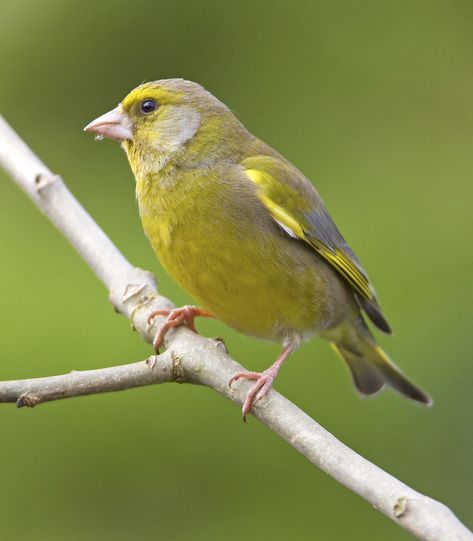 Greenfinch, Parrot, Birds, Green, Animals