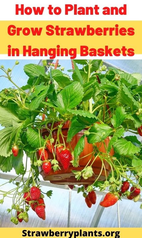 Strawberries In Hanging Baskets, Strawberry Hanging Basket, Growing Strawberries Vertically, Strawberries Growing, Growing Strawberries In Containers, How To Grow Strawberries, Strawberries In Containers, Grow Strawberries, Strawberry Varieties