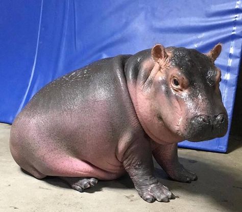 Like Father, Like Daughter from Fiona the Hippo: A Love Story Photography Aesthetic Wallpaper, Fiona The Hippo, Like Father Like Daughter, Cincinnati Zoo, Cute Hippo, Zoo Babies, Wet And Wild, Animals Photography, Animal Reference