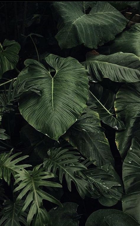 Dark Greenery Aesthetic, Moody Plant Aesthetic, Earthy Iphone Wallpaper Aesthetic, Foliage Aesthetic, Plants Dark Aesthetic, Plants Wallpaper, Dark Plant Aesthetic, Greenery Aesthetic, Earthy Wallpapers