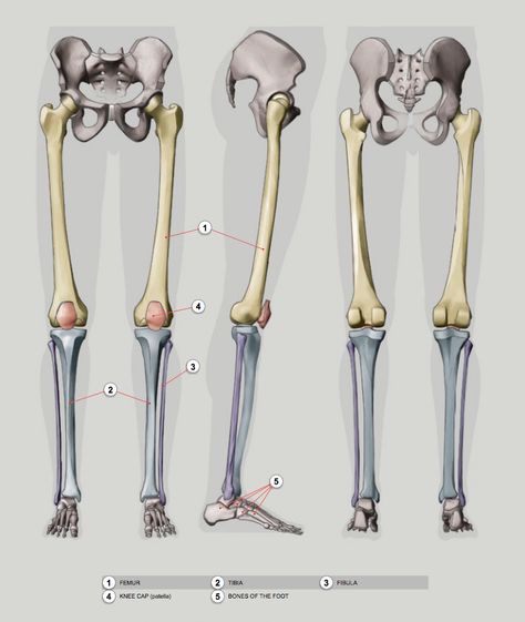 Lower Limb Anatomy, Limb Anatomy, Anatomy Learning, Bone Drawing, Jumping Poses, Human Skeleton Anatomy, Leg Anatomy, Human Anatomy Reference, Anatomy Studies