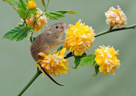 Harvest Mouse, Smelling Flowers, Cute Pics, Watercolor Flower Art, Wildlife Photos, Silly Animals, Aesthetic Photography Nature, Cute Mouse, Wildlife Nature