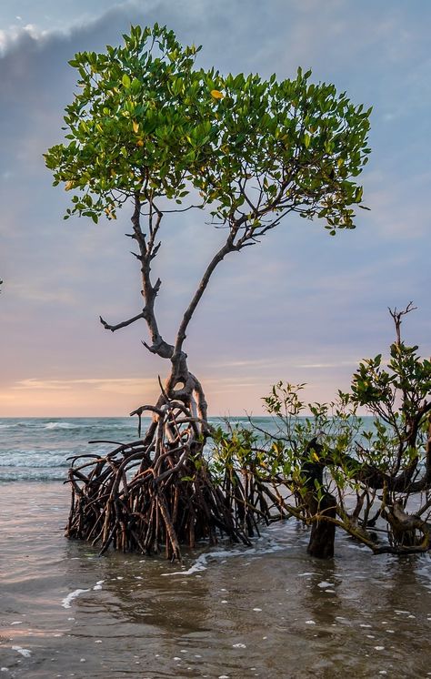 Mangrove Forest Aesthetic, Mangrove Trees, Mangrove Tree, Diorama Kids, Art Assignments, Mangrove Forest, Animal Species, Nature Tree, Sense Of Place