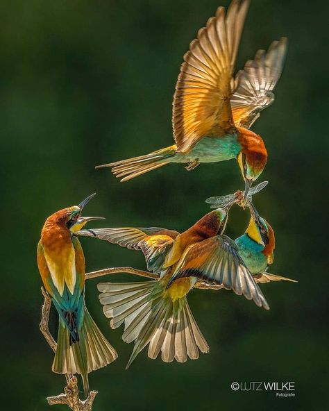 Birds In Nature, Birds Photography Nature, Blue Tail, Bee Eater, Animal Groups, Tropical Art, Picture Credit, Exotic Birds, Bird Photography