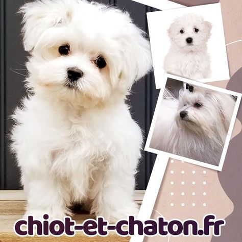 Bichon Havanais, Teddy Bear, Toys, Animals