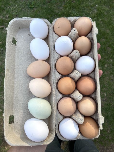 Egg Images, Preserving Eggs, Storing Eggs, Eggs Image, Egg Packaging, Pasture Raised Eggs, Small Fence, Jersey Cow, Egg Production