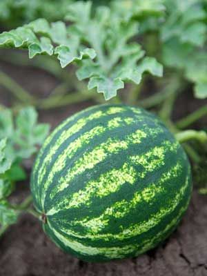 Watermelon Plants, Growing Melons, How To Grow Watermelon, Watermelon Cocktail, Tree Aesthetic, Watermelon Drink, Plants Aesthetic, Natural Farming, Sweet Watermelon