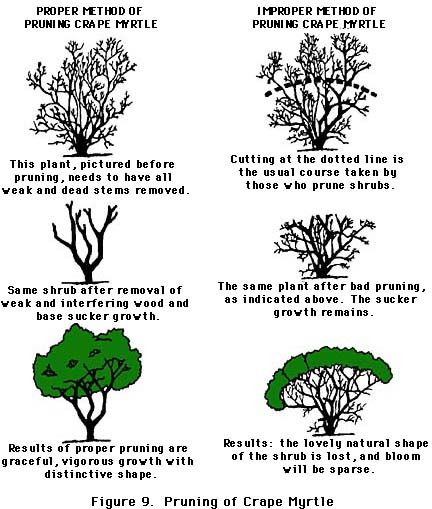 Follow Proper Pruning Techniques | Pruning of Crape Myrtle | This is the Texas A&M extension website and has lots of additional tips on pruning, training young trees and repairing wounds on trees.  Great source and reference.... Pruning Trees, Crepe Myrtle Trees, Crepe Myrtles, Pruning Fruit Trees, Myrtle Tree, Landscaping Trees, Crepe Myrtle, Tree Pruning, Crape Myrtle