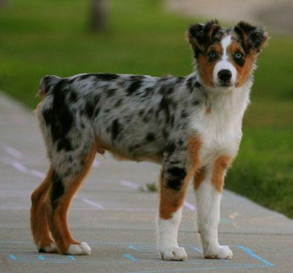 The Australian Shepherd - Hard Working Herding Dog and Friend to The Cowboy Aussie Haircut Styles, Aussie Haircut, Australian Shepherd Blue Heeler, Australian Shepherd Blue Merle, Unique Dog Breeds, Miniature Australian Shepherd, American Shepherd, Rare Dog Breeds, Rare Dogs