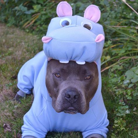 Cute Pitbulls, Dog Halloween Costumes, Pitbull Puppies, Bull Terrier Dog, Dog Costumes, Dog Costume, American Pitbull Terrier, Pitbull Dog, Dog Halloween