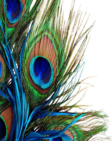 Peacock Coloring Pages, Peacock Feather Art, Peacock Canvas, Peacock Images, Custom Photo Wallpaper, Peacock Pictures, Creepy Drawings, Abstract Art Painting Techniques, Peacock Art