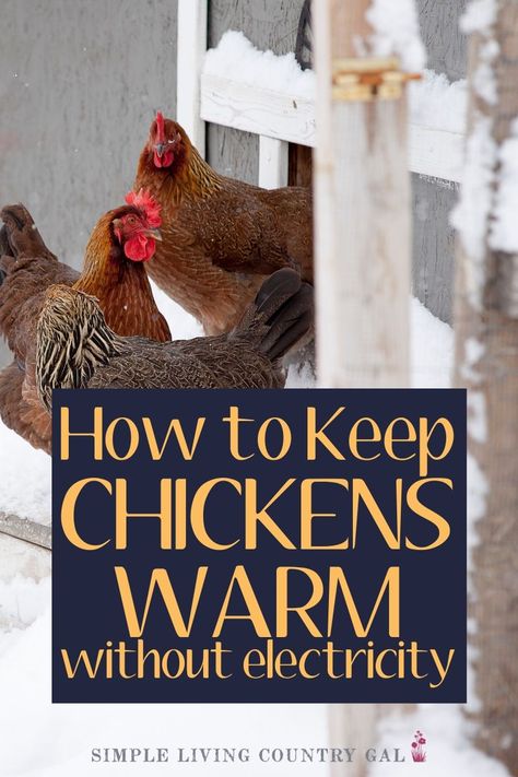 Chicken Coop Winter, How To Keep Chickens, Chicken Flock, Cute Chicken Coops, Chickens In The Winter, Chicken Coop Garden, Backyard Chicken Coop Plans, Diy Chicken Coop Plans, Backyard Chicken Farming