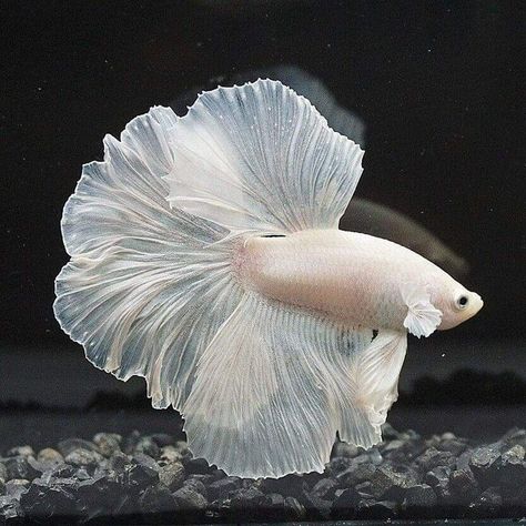 Betta Fish Types, Fish Ideas, Fish Tropical, Cr7 Wallpapers, Pretty Fish, Discus Fish, Beta Fish, Live Aquarium, Fish For Sale