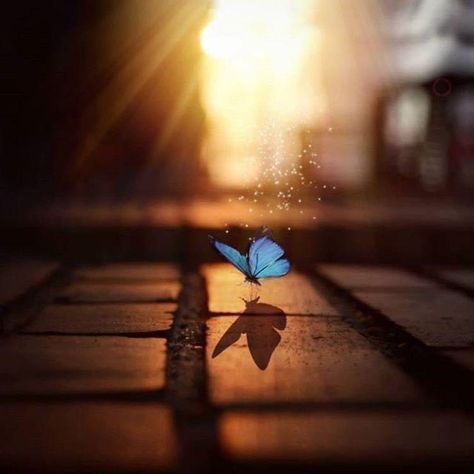 Beautiful Butterfly Images, Shayari In Urdu, Facebook Cover Images, Goodnight Quotes, Butterfly Images, Sweet Night, Good Night Images, Urdu Thoughts, Night Images