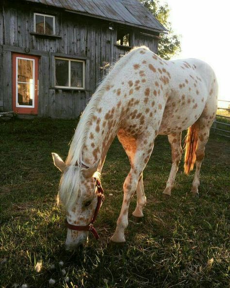 Gorgeous appie || #appaloosa #horse #caballo #field #grazing #photography #tumblr #instagram Horses Breeds, Spotted Horse, Cute Horse Pictures, Appaloosa Horses, Pretty Animals, A Barn, Cute Horses, Horse Life, Appaloosa