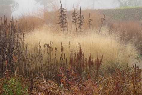 piet-oudolf-private-garden-hummelo-grasses-november-gardenista Oudolf Garden, Wild Gardens, Dutch Gardens, Garden Winter, Piet Oudolf, Winter Gardens, Prairie Garden, Meadow Garden, Planting Design