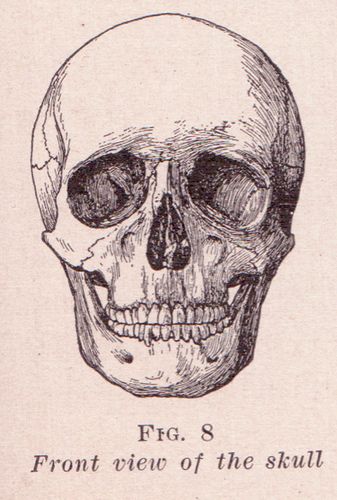 Front View of Skull by perpetualplum, via Flickr Human Skull Drawing, Healthcare Pictures, Public Domain Art, Fitness Pictures, Skull Reference, Skull Sketch, Copyright Free Images, Skeleton Drawings, Skeleton Illustration