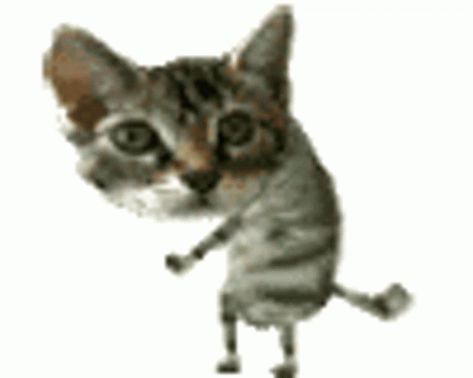 Dancing Kitty Dance GIF - DancingKitty Dance - Discover & Share GIFs Dancing Gif, Dancing Cat, Silly Cats Pictures, Cat Icon, Silly Animals, Silly Pictures, Silly Cats, Cute Gif, Cat Gif