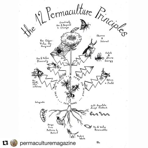 Beautiful illustration of the Permaculture Principles from @permaculturemagazine  #permaculture #permaculturedesign #permacultureprinciples… Food Forest Garden, Permaculture Principles, Guerrilla Gardening, Agriculture Projects, Herb Garden Design, Permaculture Design, Permaculture Gardening, Food Forest, Beautiful Illustration