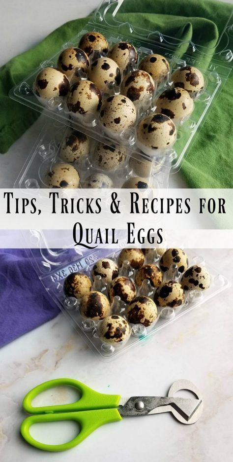 Recipes For Quail Eggs, Pickling Quail Eggs, Quails Eggs Recipe, How To Pickle Quail Eggs, Quail Egg Recipes Appetizers, What To Do With Quail Eggs, How To Cook Quail Eggs, Recipes With Quail Eggs, Raising Quail For Eggs