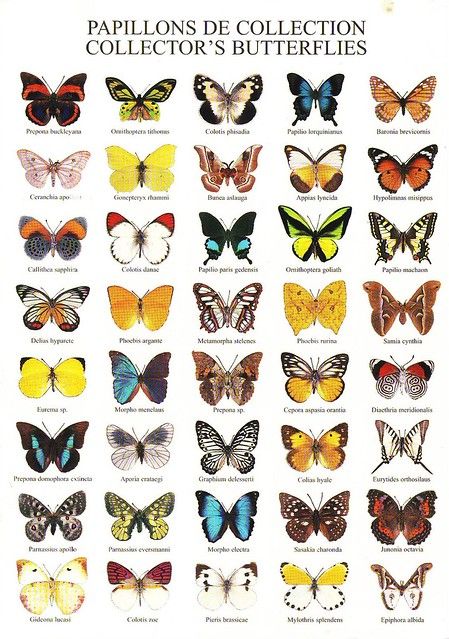 Atelier Nouvelles Images (Collector's Butterflies) | Flickr Imprimibles Paw Patrol, Butterfly Gardens, Art Papillon, Beautiful Butterfly Photography, Butterfly Species, Psy Art, Butterfly Pictures, Nature Posters, Retro Logos