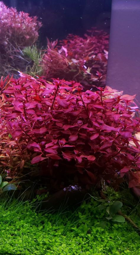 11 Red Aquarium Plants (And Also Some Purple & Pink Ones) | Aquanswers Colorful Aquarium Plants, Red Aquarium Plants, Red Aquascape, Pink Aquarium, Red Aquarium, Planted Betta Tank, Best Aquarium Fish, Freshwater Plants, Freshwater Aquarium Plants