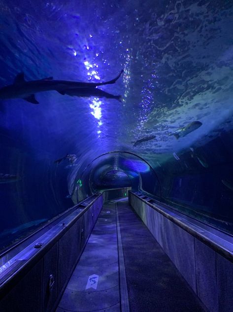 Y2k Aquarium, Aquarium Aesthetic, Underwater Room, Aquarium Pictures, Giant Waves, Weirdcore Aesthetic, Water Aesthetic, Night Scenery, Underwater Photos