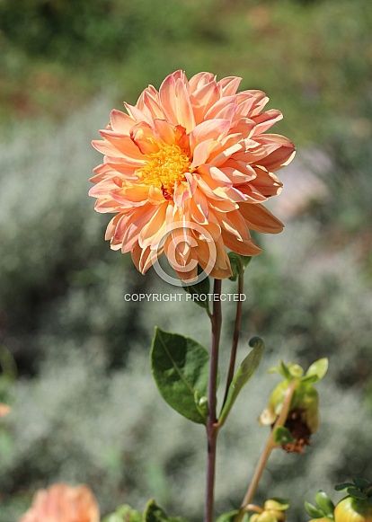 Pale Orange Dahlia Flower Orange Dahlia, Reference Photos For Artists, Traditional Artwork, Pale Orange, Dahlia Flower, Drawing Artwork, Dahlia, Digital Painting, Carving