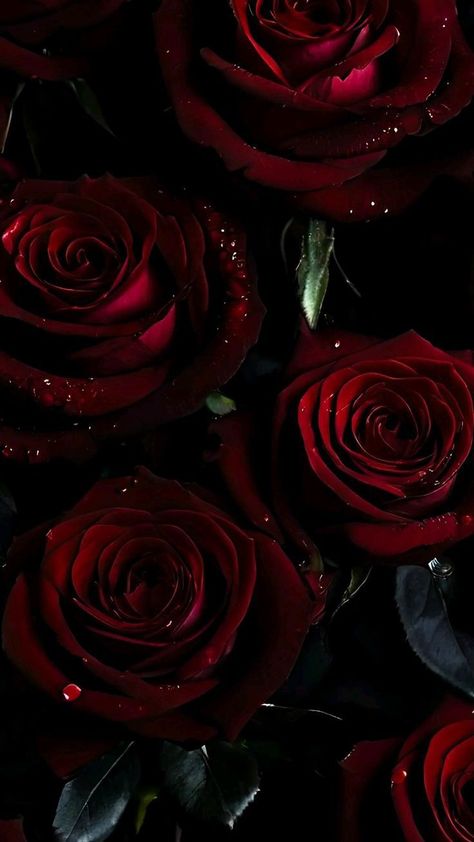 Dark Rose Painting, Roses Laptop Wallpaper, Pretty Wallpapers Backgrounds Aesthetic, Pretty Backrounds, Dark Roses, Roses Background, Black Roses Wallpaper, Red Disney, Prayer Images