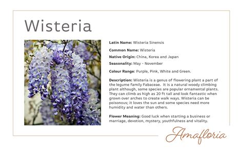 Wonderful Wisteria! #Flowers #Floweroftheday #Wisteria #Royal #Mystery #Goodluck #Happiness #Newbusiness #Weddings #Purple #Pink #Lilac #Lavender #China #Korea #Japan Wisteria Flowers, Paint Flowers, Lilac Lavender, Flower Inspiration, Pink Lilac, African Violets, Climbing Plants, Unique Flowers, Types Of Flowers