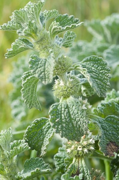 Stinging Nettle, Witch Garden, Potager Garden, Hedge Witch, Herb Tea, Tea Leaf, Nature Conservation, Leaf Coloring, Healing Herbs