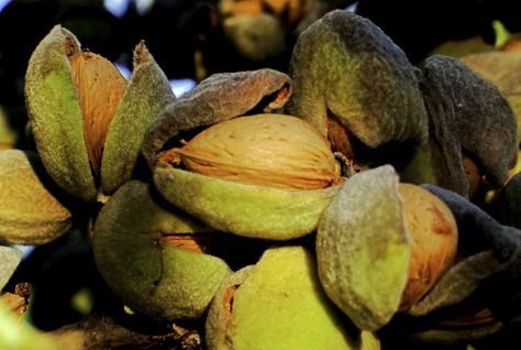 Almond fruits are drupes, similar to cherries. Once the drupes mature, it’s time for harvest. The quality and quantity of your backyard almonds depend on using the correct techniques to harvest, process, and store the nuts. Learn more in this article. Epsom Salt Garden, Almond Fruit, Growing Raspberries, Tasty Snacks, Almond Tree, Almond Nut, Plant Problems, Growing Succulents, Growing Fruit