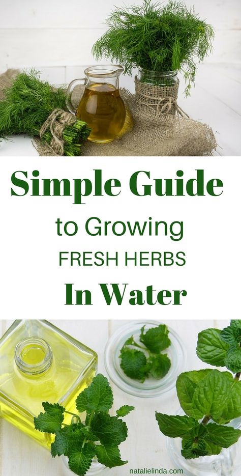 Grow Herbs In Water, Herbs In Water, How To Grow Herbs, Learning Herbs, Growing Food Indoors, Grow Herbs, Harvesting Herbs, Indoor Herb, Types Of Herbs