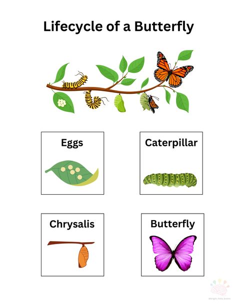 Free Printable - Butterfly Lifecycle.pdf Butterfly Lifecycle Printable, Lifecycle Of A Butterfly, Butterfly Lifecycle, Butterfly Information, Clara Barton, Printable Butterfly, Butterfly Life Cycle, Butterfly Printable, A Butterfly